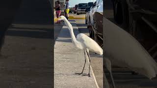 Skyways pier fishing florida1124 [upl. by Attenov]