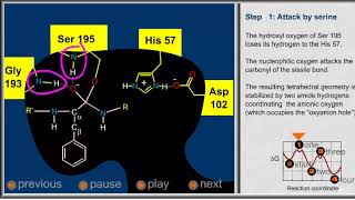 Chymotrypsin mechanism [upl. by Sello]