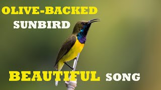 OLIVEBACKED SUNBIRD IN BEAUTIFUL SONG CEBU PHILIPPINES [upl. by Weig818]