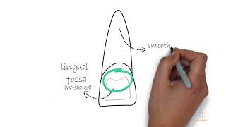 Permanent Maxillary Central Incisor [upl. by Meares5]