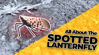 All About the Spotted Lanternfly amp How to Get Rid of Them [upl. by Amasa]