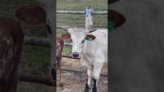 She needs a new eyebrow artist cow livestockfarming longhorns eyebrows farmlife [upl. by Brandy]