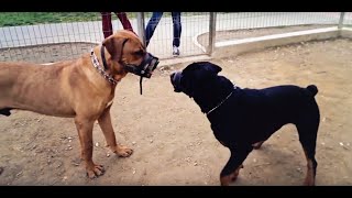 Tosa Inu playing with Rottweiler [upl. by Gage]