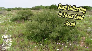 Seed Collecting in Texas Sand Scrub amp Bowel Movement Commentary [upl. by Peria]