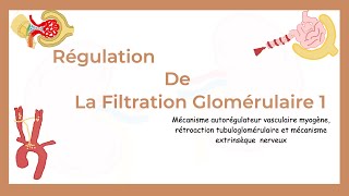 Régulation De La Filtration Glomérulaire Partie I  AutoRégulation Rénale et Mécanisme nerveux [upl. by Delle760]