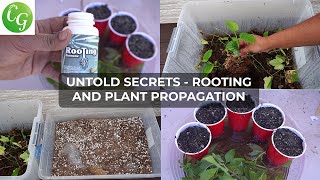 Secret Plant Cuttings Propagation Tips No One Will Tell You [upl. by Adnawyek906]