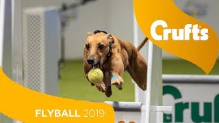 Flyball  Team Final  Crufts 2019 [upl. by Howenstein]