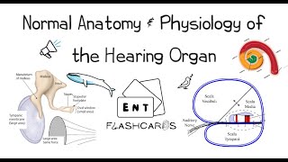 Normal Anatomy amp Physiology of the Hearing Organ [upl. by Yle]