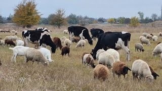 Aran Yoxsa Dağ Heyvanlarının Ət Yumuşaq Və Dadlı Olur ❓ [upl. by Irec]