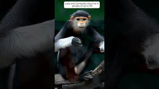 Most beautiful Monkey Facts about the Endangered Beauty RedShanked Douc Langurfacts [upl. by Lessirg734]