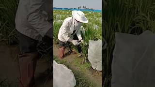 B line sterilization through back crossing CMS conversion🌾 rice agriculture research shorts [upl. by Leinnad]