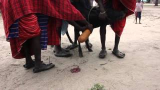 Maasai men collecting blood from a cow jugular vein in Tanzania [upl. by Mukul]