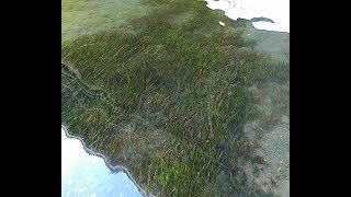 Vallisneria spiralis e Ceratophyllum Demersum in Italia  Piante di fiume per acquario [upl. by Pacificas]