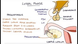 Gonadotropins Follicle Stimulating Hormone FSH and Luteinizing hormone LH [upl. by Hartzell636]