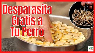 🔔 CÓMO DESPARASITAR A UN PERRO SIN PASTILLAS 🔔 USANDO SEMILLAS DE CALABAZA [upl. by Aicekat]