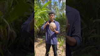 This is how we germinate coconut into coconut sampling  coconut plantation  coconut farming Telugu [upl. by Lukash]