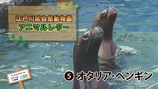 江戸川区自然動物園 アニマルレター⑤ オタリア・ペンギン [upl. by Ailicec533]