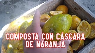 Como hacer una composta con cascara de naranja AGRICULTURA ORGÁNICA [upl. by Amalbergas887]