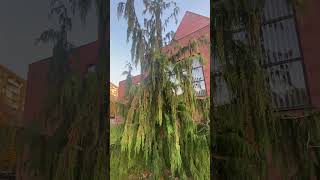 Кіпарисовик нутканський Pendula Chamaecyparis nootkatensis Pendula nature floweringplant [upl. by Leugimesoj398]