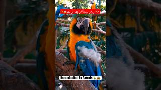 Facts about reproduction in parrots  Facts about parrots reproduction  Hindi facts shorts [upl. by Gurango554]