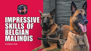 Showcasing the Impressive Skills of Belgian Malinois [upl. by Nimoynib]