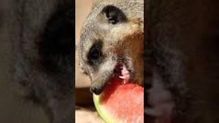 MEERKATS the most sociable animal facts cute meerkat animals desert [upl. by Shargel]