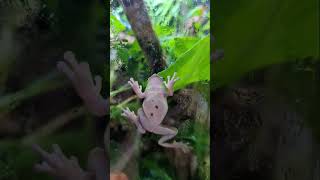 The frogs love getting their morning mist frogs treefrogs vivarium [upl. by Eisej]