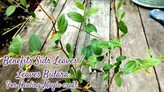 SIDR LEAVES OR BIDARA LEAVES  Benefits sidr Leaves For Healing [upl. by Silver]