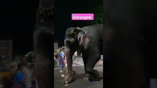 Srirangam temple elephant goes to Cauvery to bring water for Viswaroopa sevai [upl. by Efeek]