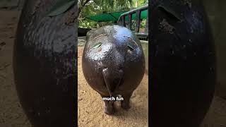 The hippocampus is helpless 😂😂shortvideo foryou funny cute hippopotamus [upl. by Rubia]