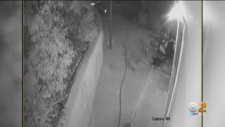 Bobcat jumps into backyard kills dog [upl. by Notxap820]