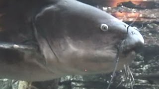 HUGE CATFISH IN CABELAS AQUARIUM [upl. by Aicilev]