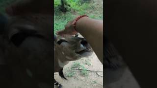 Nilgai in New Delhi [upl. by Ennovy]