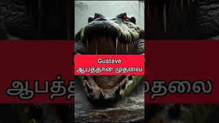 Gustave crocodile Tamil 🐊💯 interestingfacts fyp tamilfacts tamilnews mrkandan [upl. by Melesa]