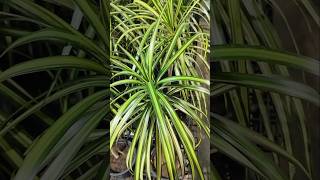 Pandanus Veitchii Plant plants garden houseplants homedecor flowers indoorplants decoration [upl. by Bremen]