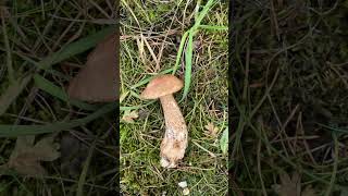 Brown birch bolete leccinum scabrum [upl. by Ardnahs]