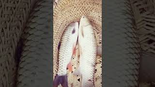 Fising video fishingshorts trandingshorts subscribe [upl. by Atinra]