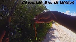 Carolina Rig in Weedy Conditions  AggieBass [upl. by Netsryk]