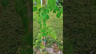 Moringa tree [upl. by Rowell]