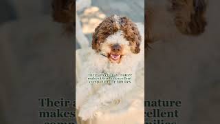 8 things to know about the Lagotto Romagnolo dog breed  Country Living UK [upl. by Analat]