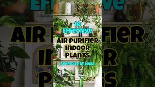 Best air purifier houseplants  indoor plants for oxygen amp clean air shorts airpurifyingplant [upl. by Wes]