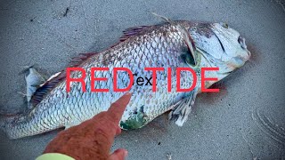 Red Tide Continues to Plague Southwest Florida’s Beaches 030223 [upl. by Nolahc]