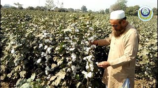 Use of Gibberellic acid and other chemicals in cotton [upl. by Erine]