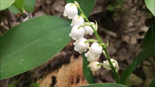 Lelietjevandalen Convallaria majalis  20170507 [upl. by Jennee]