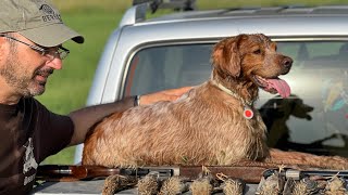 Epagneul Breton hunting quails Hunting seasons 2022 Greece 🇬🇷 [upl. by Marras526]