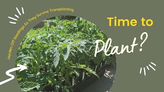 How to Harden Off Seedlings Simple Steps So Your Seedlings Survive Transplanting [upl. by Ilram]