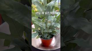 대체 왜 이렇게 분갈이 하는거죠 블루스타펀고사리 Phlebodium aureum ‘Blue star’ [upl. by Hanikahs]