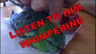 😍🦜 RED RUMPED PARROT WHIMPERING NOISES WHILE GETTING SCRATCHED🦜 [upl. by Nugent]