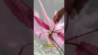 Cryptocoryne wendtii flamingo  NAscapers Acuarios Naturales ► shorts [upl. by Eeslek]