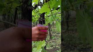 Super Sonaka Grapes Diepping grape youtubeshorts trending youtubeshorts short viralvideo [upl. by Yednarb]